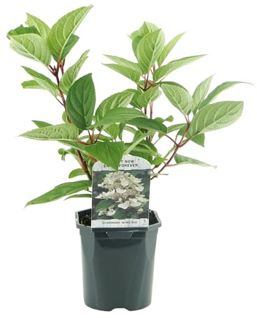 GreenboutiQ - Hortensia en Panicule - Hydrangea panniculata Wims Red - Fleur Blanche Rouge - 1 Plante - Feuillage Caduc - Grandes Fleurs - Pot 17cm Hauteur 50cm