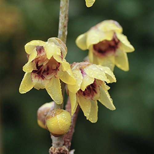 Potted Shrub Chimonanthus Wintersweet, Easy to Grow Hardy Plant for Outdoors with Highly Fragrant Winter Flowers, 2 x Chimonanthus Wintersweet Plant in 9cm Pots by Thompson & Morgan