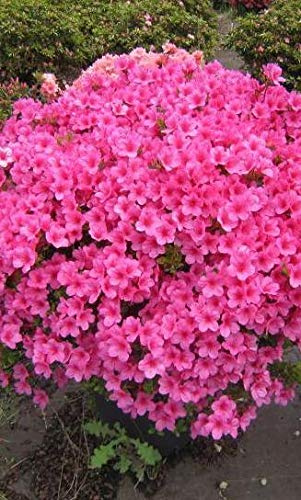 4: 200 Pz/borsa Semi di Azalea giapponese, Azalea di rododendro, Semi di Fiori Semi di Albero Copertura Fiore Semi di Bonsai in vendita Giardino di casa