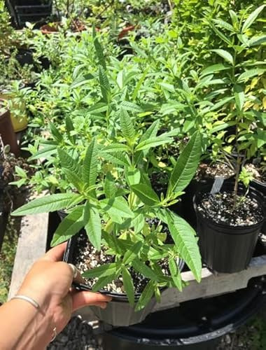 Planta Aromática Hierba Luisa Verbena Aroma Limón