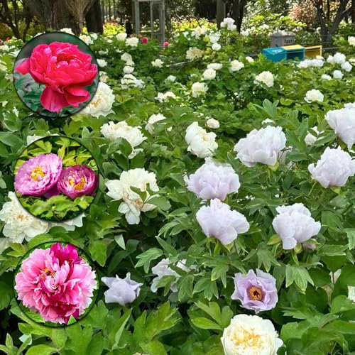 9 pcs pfingstrosen knollen zwiebeln - balkonpflanzen winterhart pfingstrose, bonsai topf blumenwiese topfpflanzen winterharte kübelpflanzen gartenblumen plants blumenzwiebel