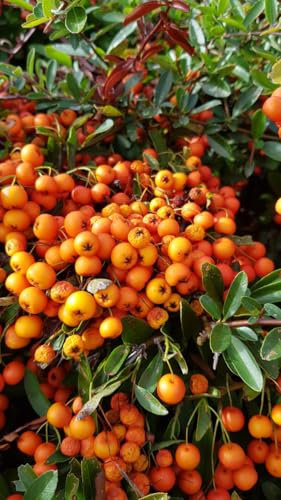 Pyracantha x 'Orange glow' / Buisson ardent orange/Conteneur de 7 à 10 litres