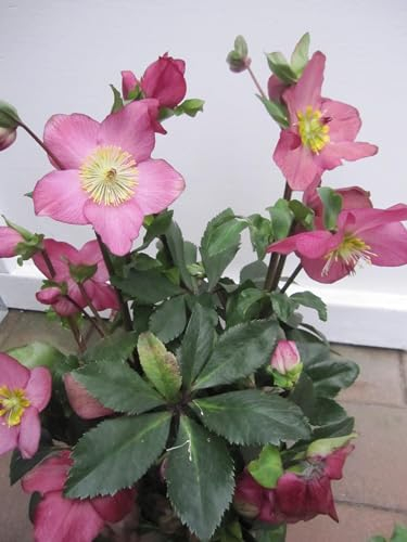 Helleborus x lemperii HGC ® Winter Ballet Karli - Christrose