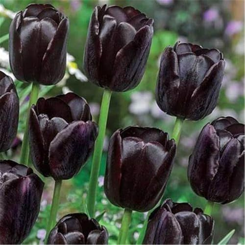 Bulbi tulipani, bulbi perenni resistenti all'inverno per la semina in interni ed esterni-10 cipolle-b