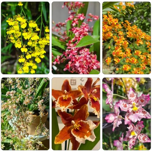 Oncidium decorativi giardino interni balcone semi interni selvaggi balcone semi selvaggi decorazione giardino orchidea 15pcs