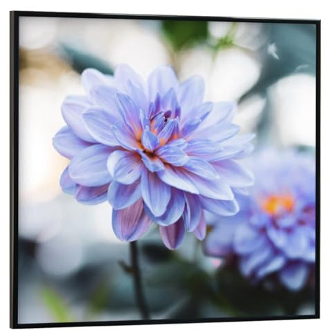 artboxONE Poster mit schwarzem Rahmen 50x50 cm Natur Purpur Dahlie Blumenfotografie - Bild dahlie blumen bokeh