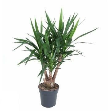 Fresh Plants Zimmerpflanzen -Yucca - XXL - Topf Ø 27 cm - Höhe ca. 120 cm