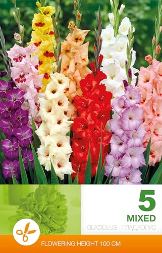 AGRONOM | GLAÏEULS - MIXED | Bulbes de fleurs vivaces | Fleurs multicolores | Cultivées dans les jardins fleuris et les pelouses fleuries | 5 bulbes