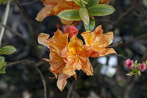 Rhododendron austrinum 40-50 cm – Winterhart & Mehrjährig – Azalee – Zierstrauch für Garten & Halbschatten