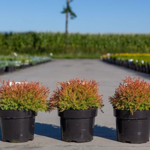 Thuja occidentalis 'Fire Chief' Dwarf Globe Evergreen Conifer with Colorful Foliage Gold to Bronze to Russet Red Ideal for Borders Containers 1X or 3X 9cm Pots by Thompson and Morgan