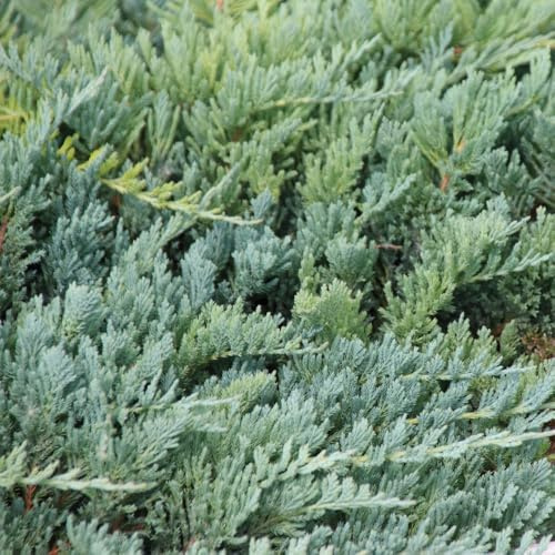Juniperus horizontalis 'Blue Chip' - Evergreen Ground Cover, Silvery-Blue Foliage, Versatile and Easy to Grow Creeping Juniper - 2 x 3 Litre Potted Plant by Thompson & Morgan