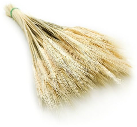 Enchanted Dekogras Triticale Getrocknetes Gras Ziergras Natürlich Deko Gebleicht
