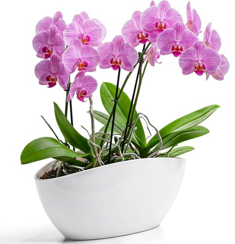 KONZEPT Blumentopf Gross Innen Übertopf für Orchideen Oval Weiß Schale Deko für Pflanzen & Sukkulenten