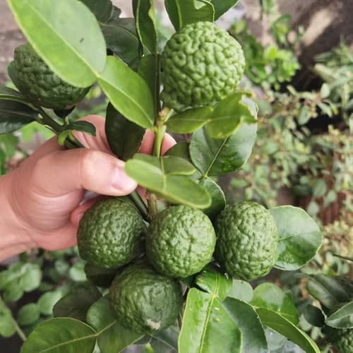 Semillas resistentes del tilo, huerta, fresca de tilo, Citrus hystrix, exóticas enanos Los enanos 100pcs