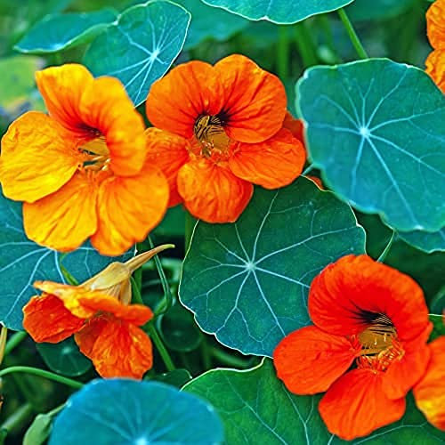 Nasturtium Plants, 'Cottage Garden Mix', 1 x Full Plant in a 9cm Pot, Nasturtium, Bedding Plants, Flowers, Garden Ready and Ready to Plant, Premium Quality Nasturtiums