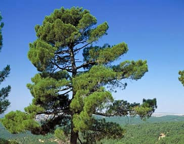 20 Semi di Pino Marittimo (Pinus Pinaster)