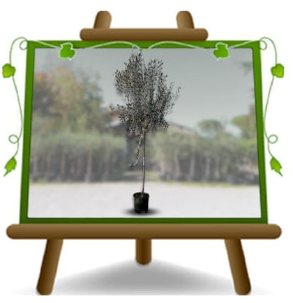EURO PLANTS VIVAI Olivier Coratina plante fruitière en pot 22 cm hauteur 160~170 cm – Âge 4 ans