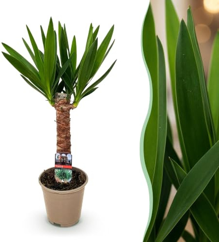 Green boutiQ - Zimmerpflanze - Yucca elephantipes - Yucca - Wenig Pflege - Grün - 1 - Topf 14cm - Höhe 55cm