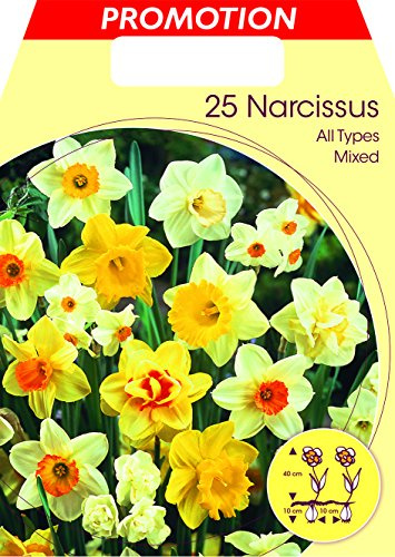 BULBI AUTUNNALI NARCISO ALL TYPES MIX CONFEZIONE DA 25 BULBI BULBS BULBES