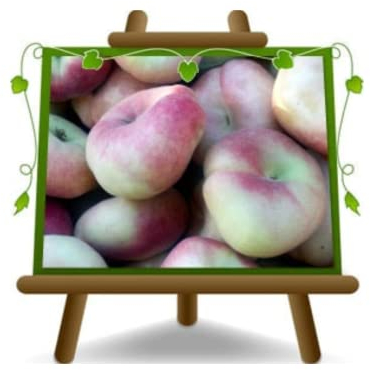 EURO PLANTS VIVAI Nectarine Platicarpa White Pulp Self-Fertile Plant Fruit Trees Height: 170~200 cm Age: 4 Years Vase: Diameter 24/26 cm