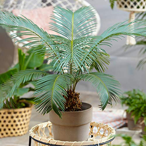 Cycas Revoluta Pianta da Appartamento | Popolare Pianta per Interni da 30-40 cm in Vendita