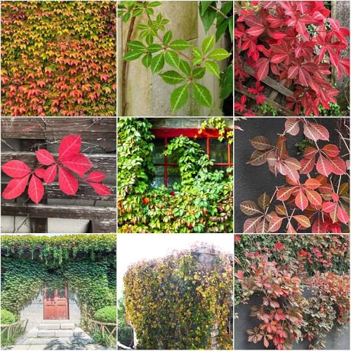 Vid silvestre resistente - semi perenni resistenti trepadora Parthenocissus tricuspidata pendenti perenni resistenti di interno vino selvaggio balcone 200pcs