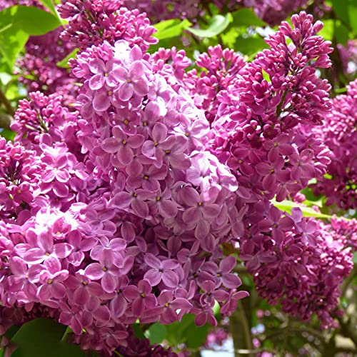 fliedersamen - garten wild mehrjährig winterhart 400pcs