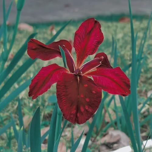 Bulbi di iris, iris, da appartamento esotiche bulbosi rari da giardino interno balcone tappezzante e resistente bulbo di 4pcs