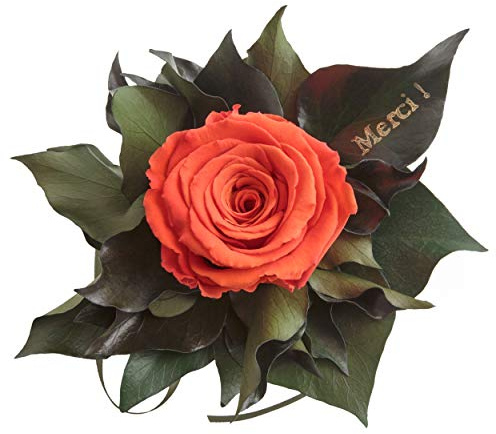 Ewige Rose konserviert Rosenstrauß mit Goldschrift Merci 3 Jahre haltbar Danksagung Gastgeschenk ROSEMARIE SCHULZ® (Orange)