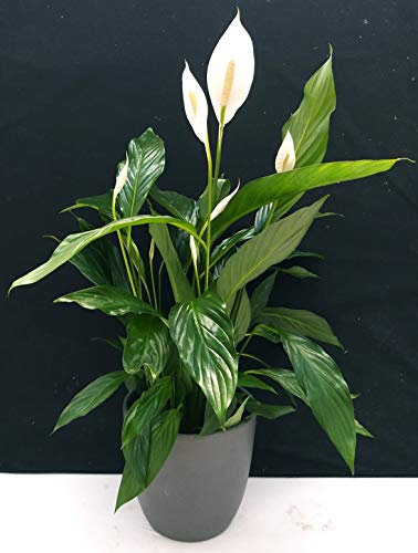 POWERS TO FLOWERS - SPATIFILIUM GRANDIFLORA, SPATIFILLO XXL IN VASO CERAMICA ANTRACITE A RIGHE, vaso 22cm, pianta vera