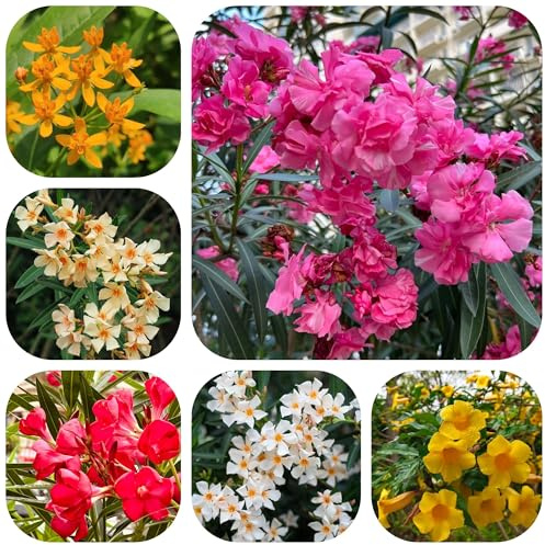 semillas de adelfa - perennes resistentes decoración balcones 15pcs
