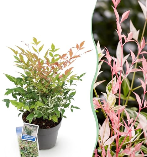 Nandina Twilight - coloré et rose - persistant - peu d'entretien - 35-45cm - Ø17cm - Plante de jardin
