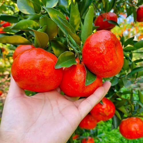 orangenbaum balkonpflanzen winterhart gartenpflanzen obstbäume kaufen hochbeet balkon baumsamen balkongarten zwergobstbäume exotische zimmerpflanzen dekopflanzen zimmerpflanzen Citrus 150samen