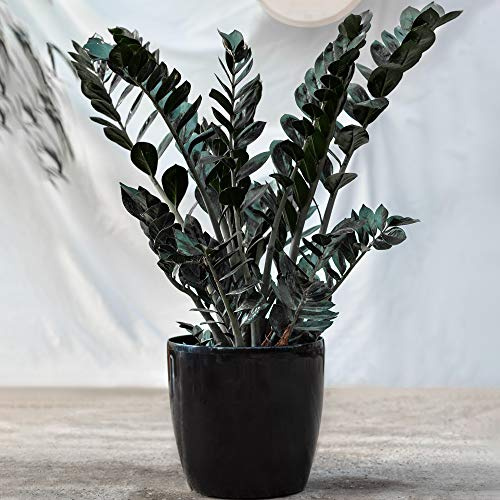 Zamioculcas Raven Perenne | Plantas de Interior | Planta ZZ Negra en Maceta 30-40cm