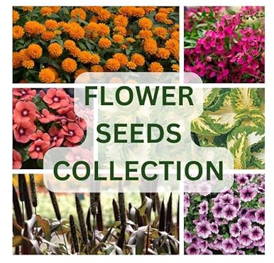 Nojus - Collection exclusive de graines de fleurs – 20 variétés de fleurs annuelles et vivaces – 20 sachets de graines – Sachets hermétiques – De plantes colorées