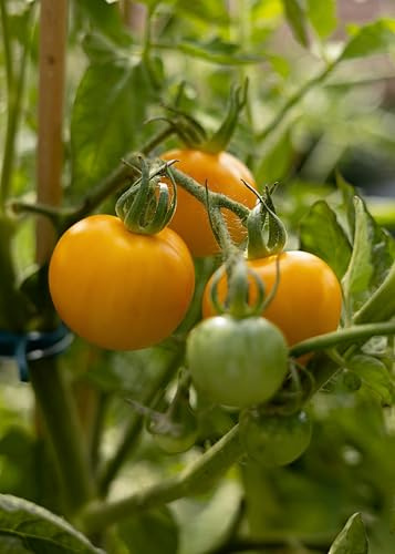 Goldene Königin Tomatensamen – Historische gelbe Tomatensorte mit mild-süßem Aroma – 10 Samen – Samenfeste Rarität für Garten, Gewächshaus & Topf