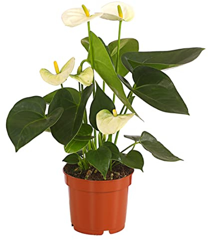Dehner Große Flamingoblume, weiße Hochblätter, ca. 30-40 cm, Ø Topf 12 cm | Anthurium andreanum, exotische Zimmerpflanze, luftreinigend und pflegeleicht, für helle Standorte