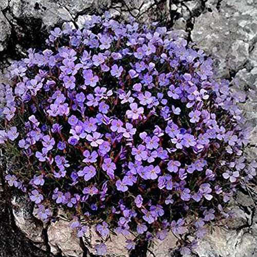 PERZOE 700Pcs Creeping Thyme Seeds Ground Cover Carpet Perennial Flowering Garden Plant Decor Rock Cress Seeds Light Purple