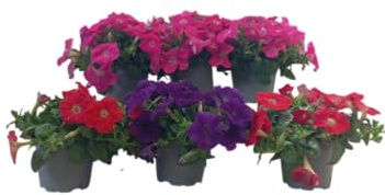 Seis Petunias Naturales – Plantas Vivas con Floración Abundante y Duradera