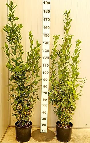 POWERS TO FLOWERS - LAURO, LAUROCERASO SET 2 PIANTE, PIANTA PER SIEPE, VASO 24CM DIAMETRO, ALTEZZA MINIMA 140CM, piante vere