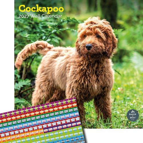 Baker and Bray Cockapoo Calendar 2027, Large with Stickers | Large square 16-month wall calendar with organisational stickers, ideal as a Cockapoo gift.