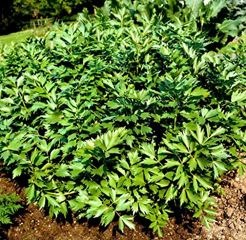 500 Graines de Céleri perpétuel, Livèche officinale, Levisticum officinale seeds:Seeds only