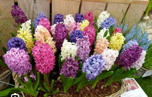 Giacinto bulbo profumato unico Terre di Romagna Made in Italy profuma tantissimo. Unico nel suo genere. Amore delicatezza