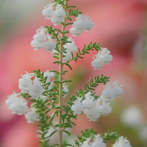 heidekraut, blumenwiese mehrjährig heidekraut, wildbalkonblumen frühlingsblume blumensamen balkon, herbst deko seltene 300samen