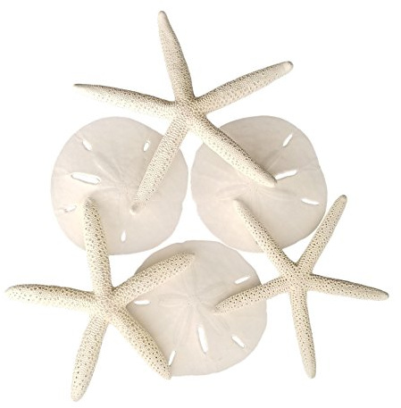 Tumbler Home Sand Dollars and Starfish for Crafts, 3 Real Starfish (4-6) and 3 Sand Dollars (3-3.5) in Bulk