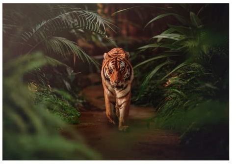 WallArena - Vlies Fototapete Tiger 368x254 cm - Fototapeten - Tapeten - für Wohnzimmer Schlafzimmer - Vliestapete Wandtapete Tapete 3D Effekt- inkl. Kleister - Dschungel
