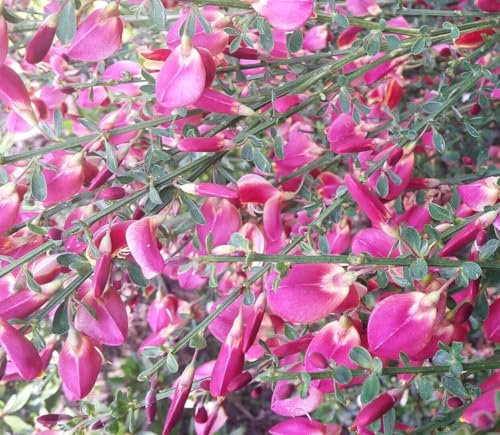Edelginster Cytisus scoparius 'Boskoop Ruby' Ginster 40-60 cm