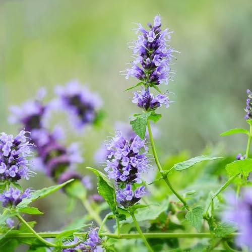 semi di ortica profumati, balcone con aiuola di Agastache foeniculum, prodotti sostenibili rare verdi perenni resistenti aiuole 300pcs
