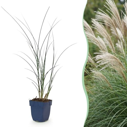 Green boutiQ - Graminées - Miscanthus sin. Gracillimus - Herbe de la Pampa - Avec Épi - Vert - 6 Plantes - Pot 11cm - Hauteur 15-25cm