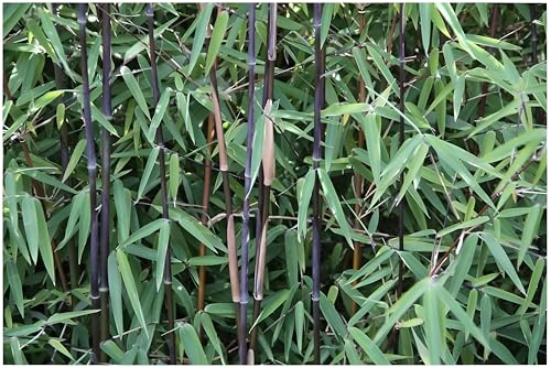 1 x Fargesia nitida 'Black Pearl' im C2 Topf (Bambus/Immergrün/Ziergras/Mehrjährig) Schwarzer Bambus - Kompakt, winterhart und absolut blickdicht - macht keine Wurzelausläufer - von Stauden Gänge